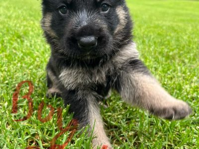 German Shepherd – Basin View – available 5 Feb
