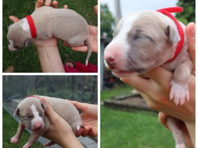 Italian Greyhound – Alexandra Hills