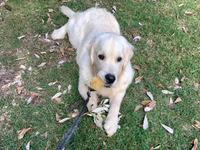 Golden Retriever – Upper Duroby