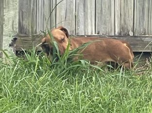 Dachshund – Ipswich