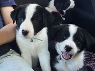 Border Collie – Euroa