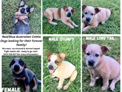 Australian Cattle Dog – Nome