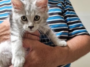 Maine Coon – Rifle Range