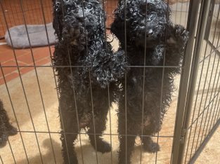 Toy Poodle – Highfields