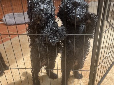Toy Poodle – Highfields