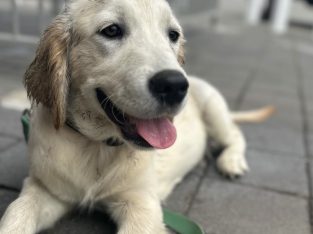 Golden Retriever – Pearsall