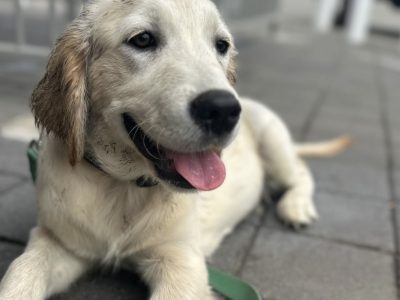 Golden Retriever – Pearsall