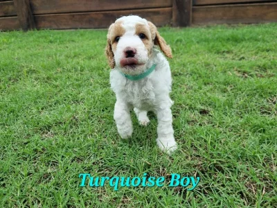 Spoodle – Rifle Range