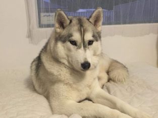 Husky – North Lake