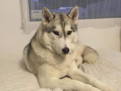 Husky – North Lake