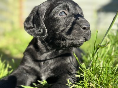 Labradoodle – Kinglake Central
