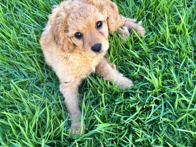 Toy Cavoodle – Gowanbrae