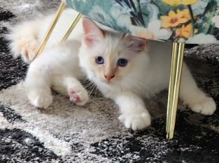 Birman – Toowoomba