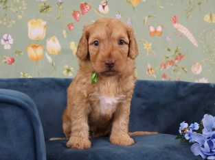 Labradoodle – Sunshine Coast