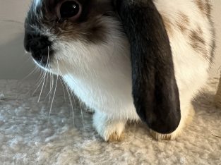 Rabbit – Numurkah