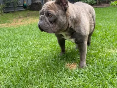 French Bulldog – Colyton