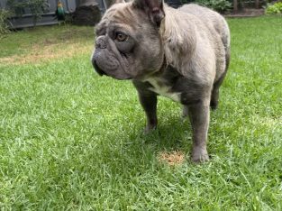 French Bulldog – Colyton