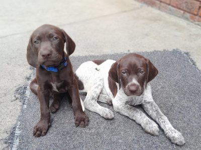 German Shorthaired Pointer – Lalor