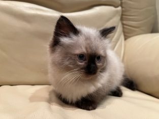 Ragdoll – Glen Iris