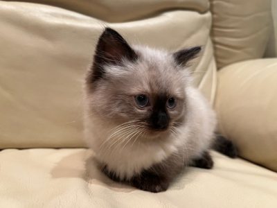 Ragdoll – Glen Iris