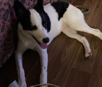 Border Collie – Holmview