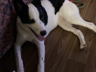 Border Collie – Holmview