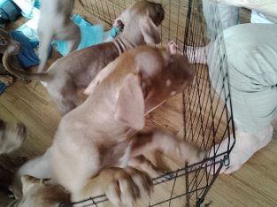 Mastiff – Loganlea