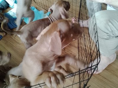 Mastiff – Loganlea