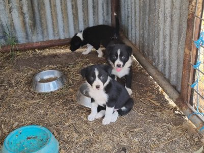 Border Collie – Munno Para West
