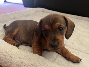 Dachshund – Grassmere