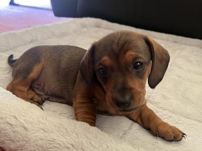 Dachshund – Grassmere