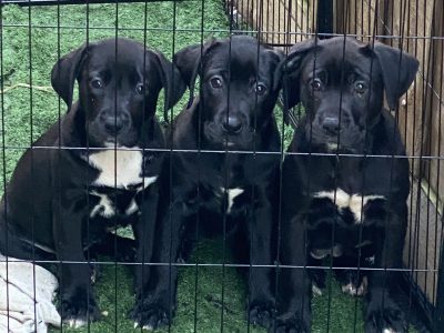 Other Dogs – Doreen