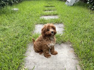 Toy Cavoodle – Woollahra
