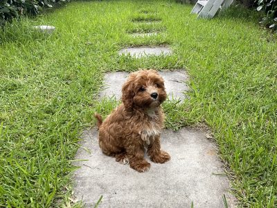 Toy Cavoodle – Woollahra