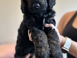Poodle Mini – Point Cook