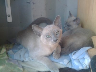 Tonkinese Cat – Ogmore