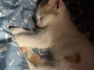 Domestic Long Hair (DLH) – Ottoway