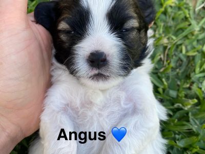 Maltese Shih Tzu – Edgewater