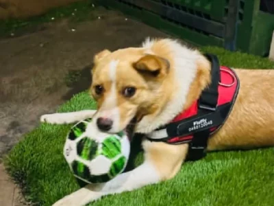 Jack Russell – Wollert