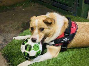 Jack Russell – Wollert