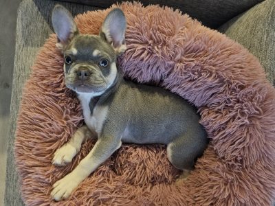 French Bulldog – Tarneit