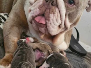 British Bulldog – Mornington