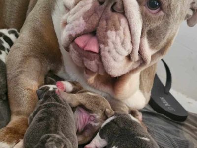 British Bulldog – Mornington