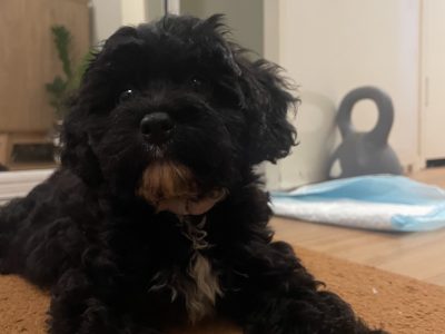 Cavoodle – Mermaid Waters