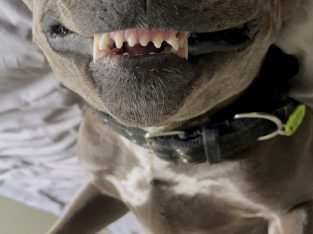 American Staffordshire Bull Terrier – Gympie