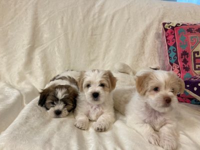 Maltese Shih Tzu – Tewantin