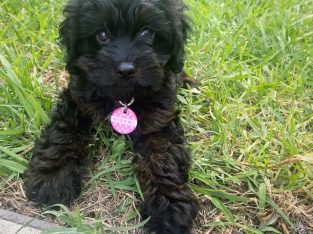 Cavoodle – Bomaderry