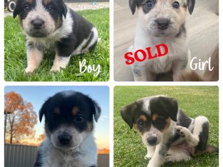 Border Collie x Blue Heeler – Angle Vale