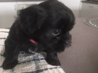 Maltese Shih Tzu – Woombye