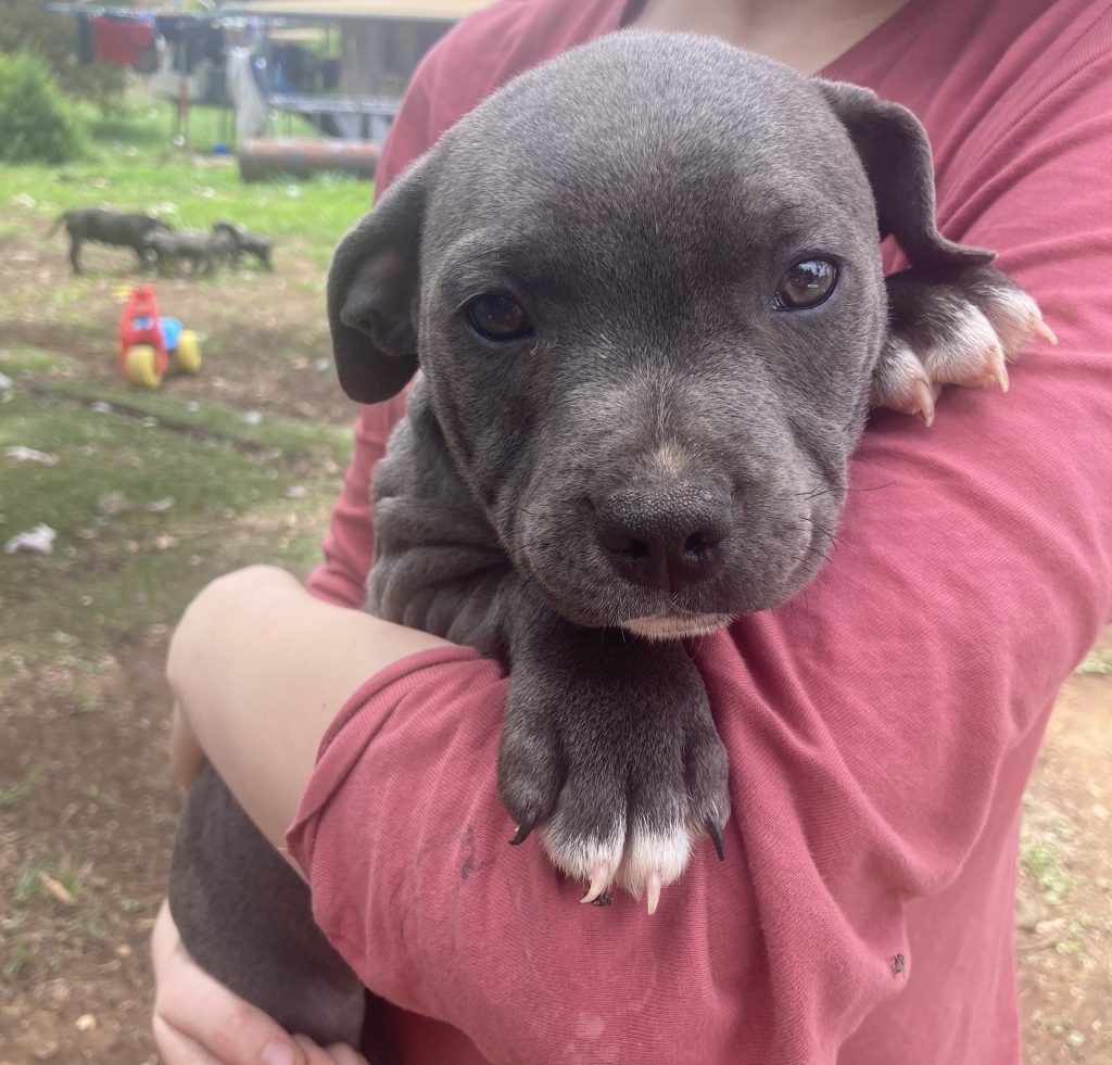 English Bull Terrier Bendigo PetsForHomes